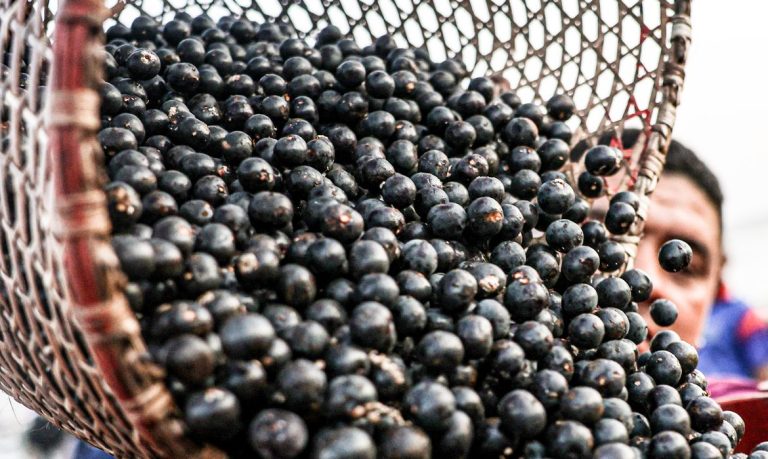 China abre mercado para polpas e frutas congeladas brasileiras
