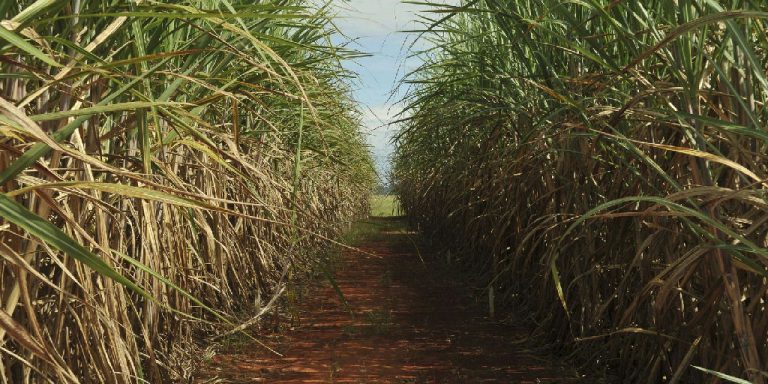 Eco Invest Brasil tem limite de remuneração ampliado pelo CMN