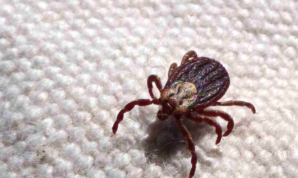 Febre maculosa em São Paulo: 18 mortes confirmadas em 19 casos registrados