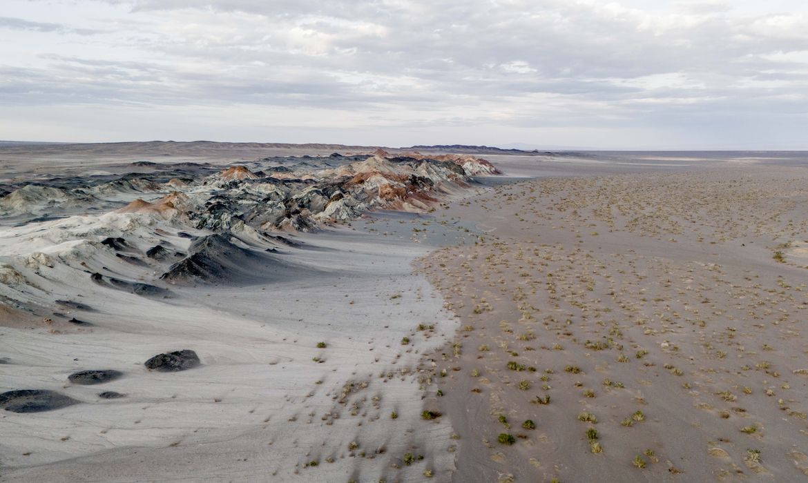 Redes de fungos subterrâneos surgem como solução estratégica contra a desertificação global