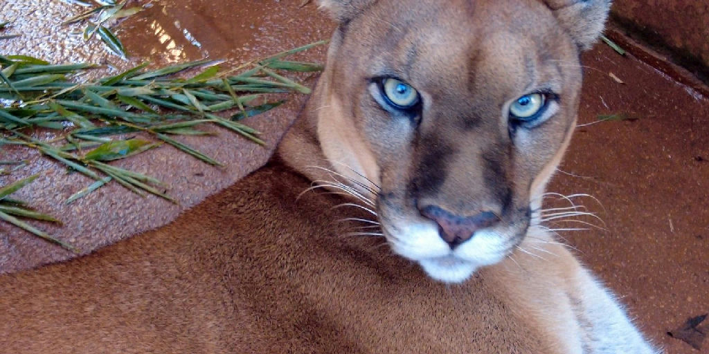 Fauna urbana em São Paulo revela resistência da vida selvagem em meio ao concreto