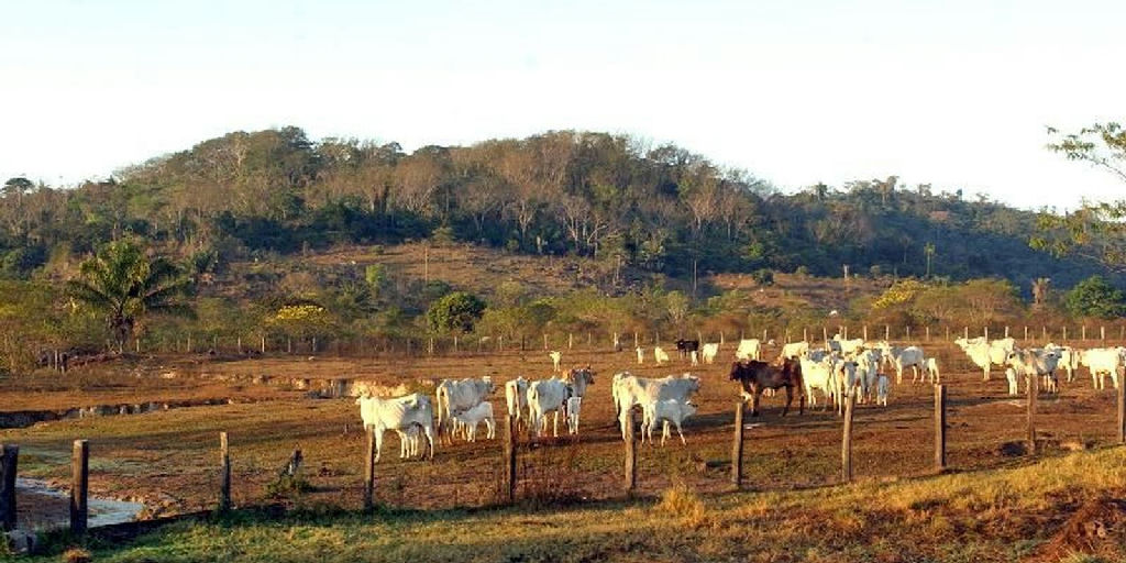 Agropecuária avança sobre áreas protegidas da Amazônia e pressiona conservação