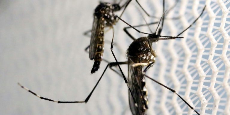 Quase metade dos municípios brasileiros enfrenta risco de infestação pelo Aedes aegypti