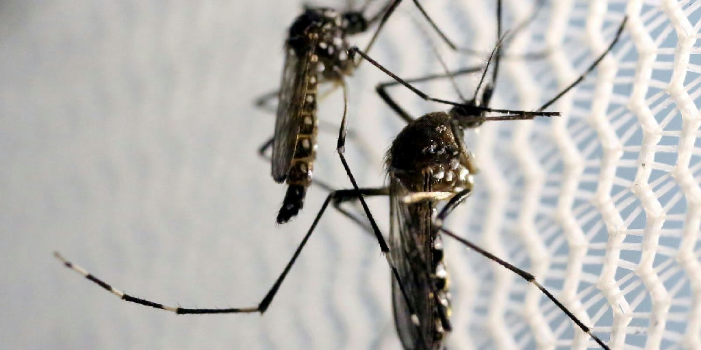 Quase metade dos municípios brasileiros enfrenta risco de infestação pelo Aedes aegypti